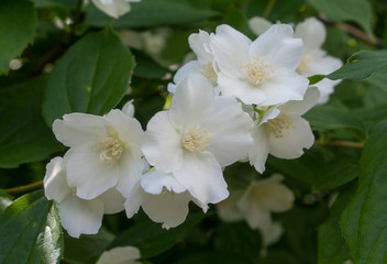 Obraz na płótnie Canvas Flowering jasmine flowers close-up. Flowers and gardens