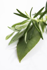Obraz premium Świeże zielone zioła na białym tle
