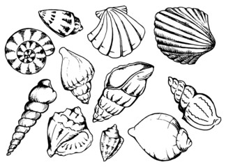 Sea shells vector monochrome isolated clip art set 
