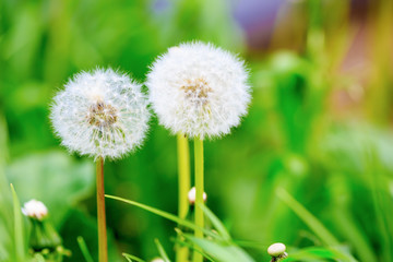 Dandelions