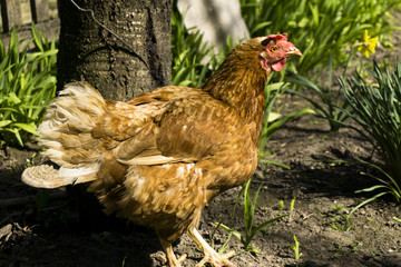 Chiken in the garden