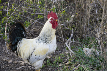 Cock in the garden