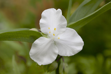 Obraz premium Tradescantia