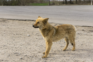 Dog on the street