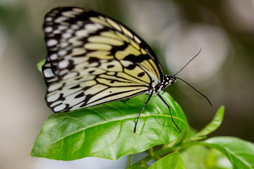 Naklejka na ściany i meble Tree Nymph or Paper Kite Butterfly