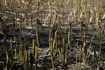 Field of cropped wheat texture