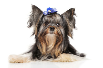 Yorkshire terrier biewer york
