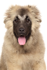 Portrait of happy Caucasian shepherd dog