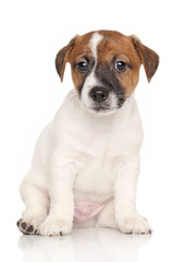 Jack Russell puppy on white background