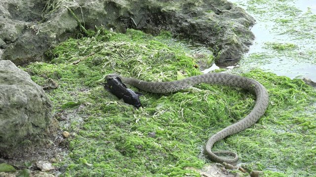 Snake River Natrix reptile head swallowed river goby fish
