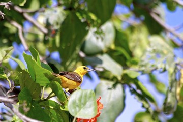 yellow bird on a tree, riviera maya mexico