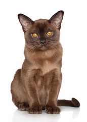Burmese kitten