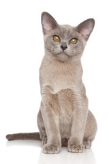 Burmese kitten on white background