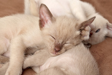 Fototapeta na wymiar Oriental kittens sleep on blanket