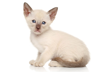 Fototapeta na wymiar Oriental kitten on white background