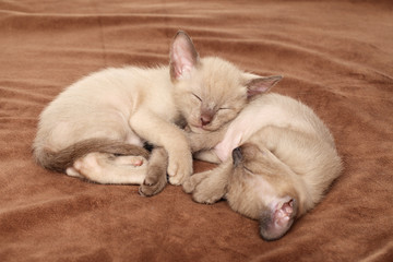 Fototapeta na wymiar Oriental kittens sleep