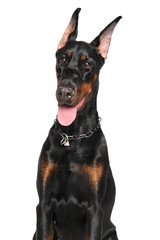 Young Doberman on white background