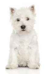 Portrait of West Highland White terrier - obrazy, fototapety, plakaty
