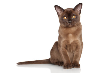 Burmese kitten in front of white background