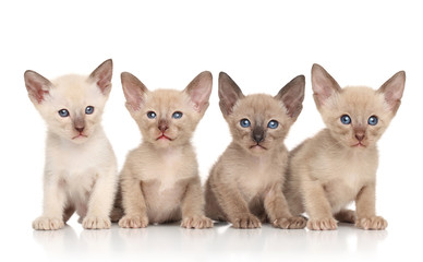 Oriental kittens against white background