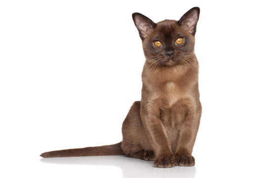 Burmese kitten in front of white background