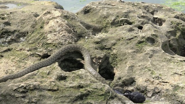 Snake River Natrix holds a river fish monkey goby in teeth on stones near water, Central Europe