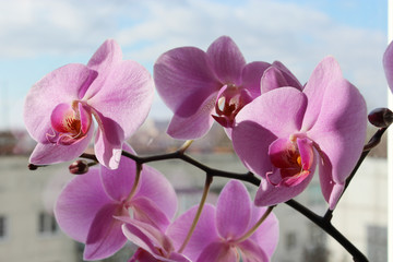Naklejka na ściany i meble branch of the blossoming pink orchid