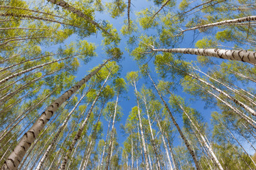 Spring birch with fresh leaves in the background of blue sky