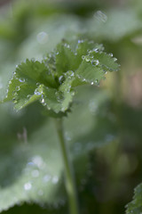 Plant - Lady's Mantle - Alchemilla mollis