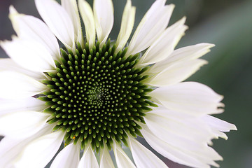 Macro of a daisy