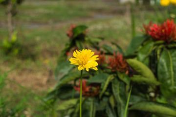 the Yellow flower with red flower background