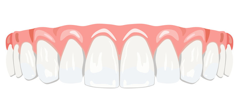 Teeth gums