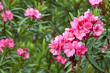 Naklejka premium Oleander laurowy kwiat z liśćmi Nerium oleander L.