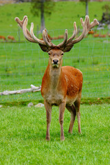 Naklejka na ściany i meble red deer stag in velvet