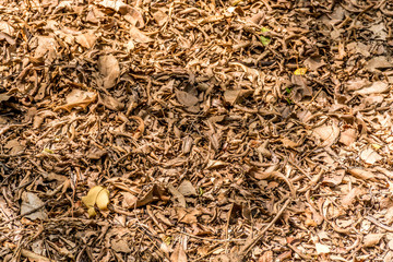 Fototapeta premium Falling leaves