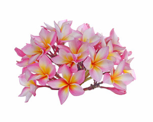 Blossom of red Plumeria flower, tropical flower isolated on a wh