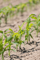 Corn field
