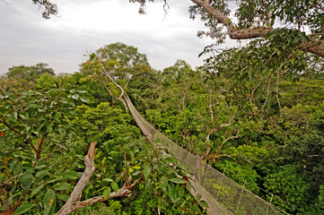 Rain Forest Canopy Suspension Trail