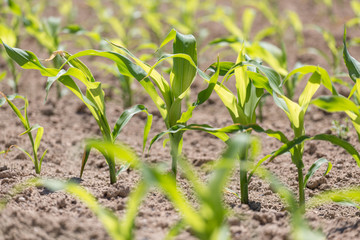 Fototapeta premium Corn field
