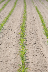 Corn field