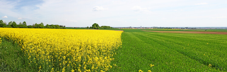 Rapsfeld Sommer Panorama