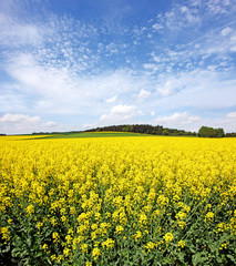 Fototapeta premium Rapsfeld im Sommer