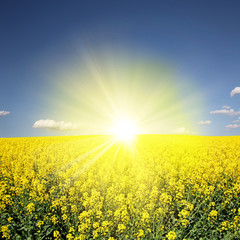 Bl&uuml;hende Rapsfelder bereichern unsere Kulturlandschaft