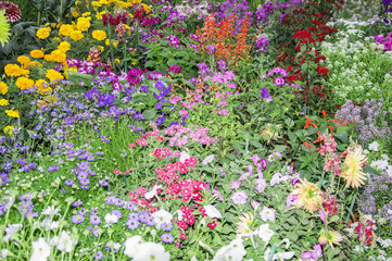 Mix types of floral plants