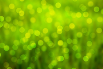 Fototapeta premium green bokeh abstract light backgrounds