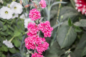 Red flowers on stem