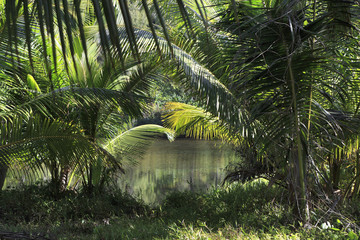 Beautiful lake with palm trees near the Le Chevalier Bay