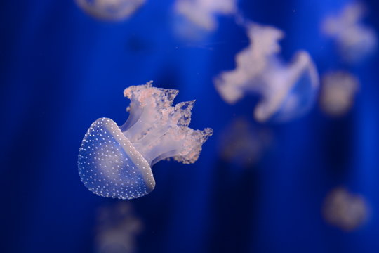 meduse