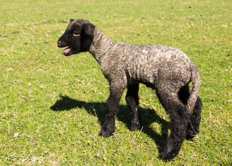 Side view of Shropshire lamb in meadow