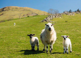 Obraz premium Sheep and lambs in welsh mountain farm